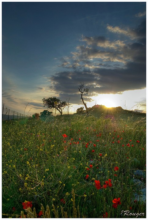 IMGP5309 petit.jpg - Soleil rasant sur coquelicots au printemps